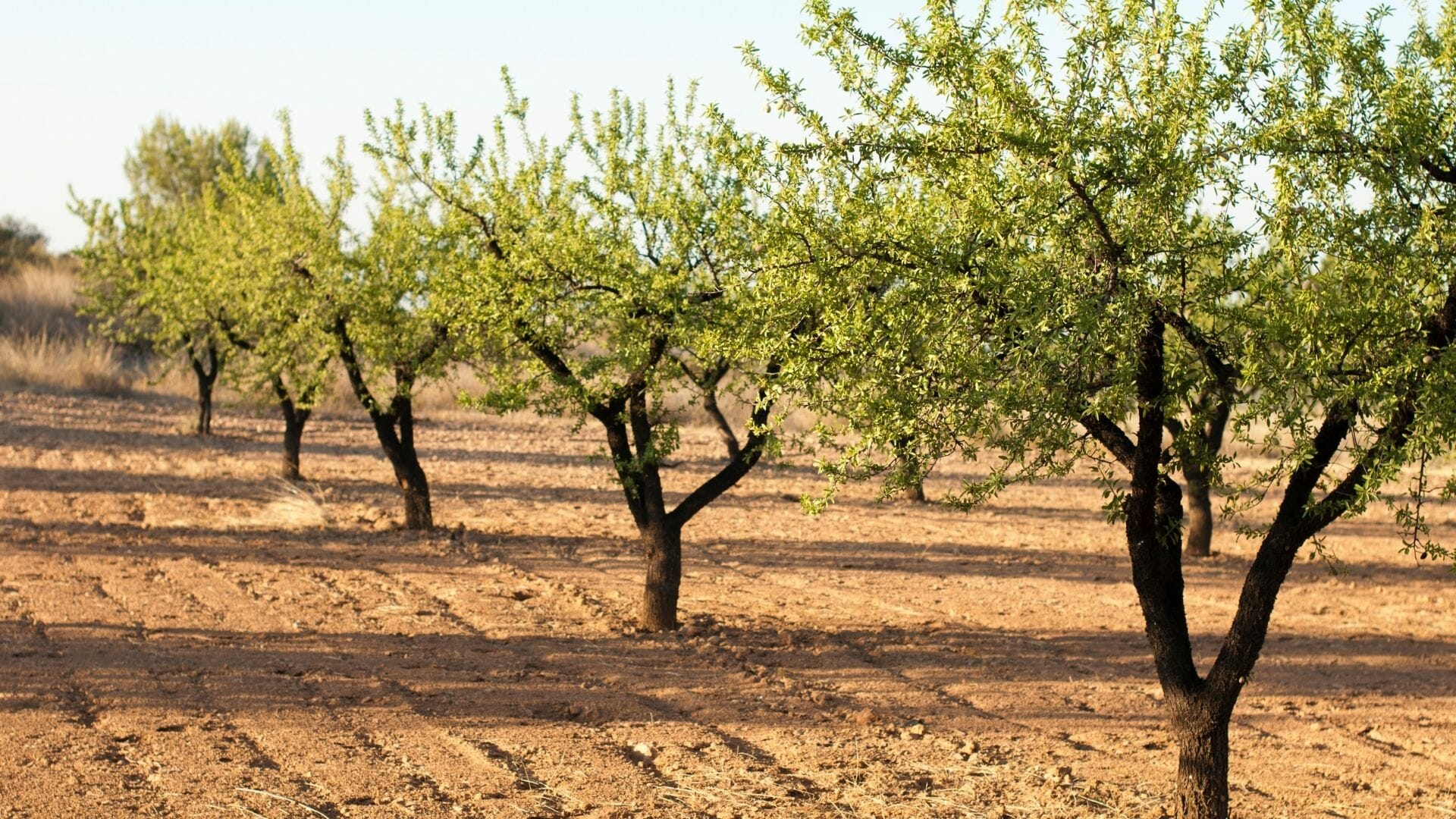 agro-invest-spain-almond7