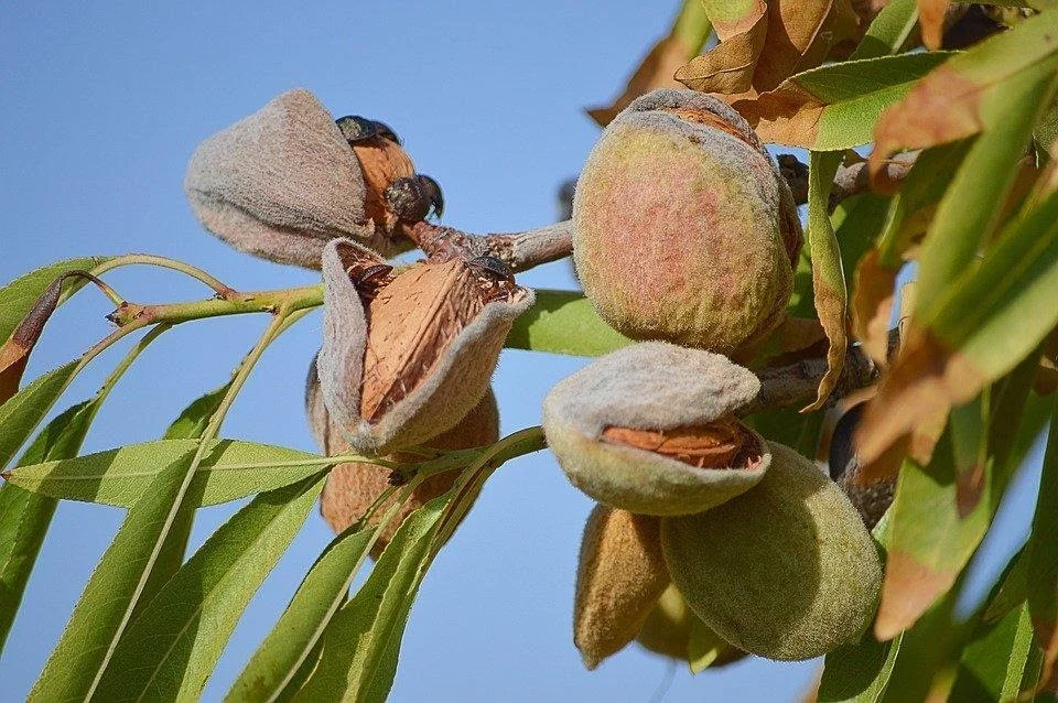 Health Benefits of Almond 6