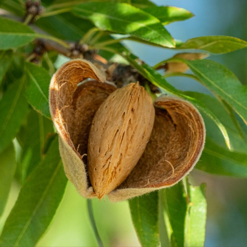 Agro Invest Spain Farmland Spain Almond Investment Managed Farmlands Secondary Income Generator 1 Agro Invest Spain Farmland Spain Almond Investment Managed Farmlands Secondary Income Generator 1