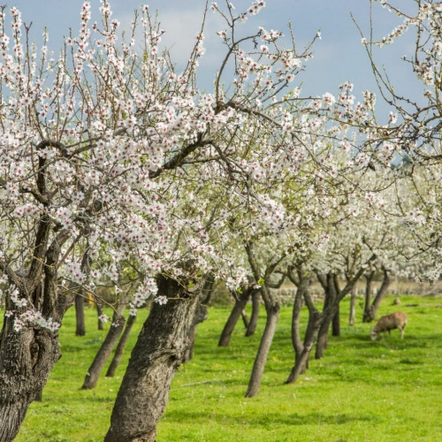 Agro Invest Spain Farmland Spain Almond Investment Managed Farmlands Secondary Income Generator 2 Agro Invest Spain Farmland Spain Almond Investment Managed Farmlands Secondary Income Generator 2