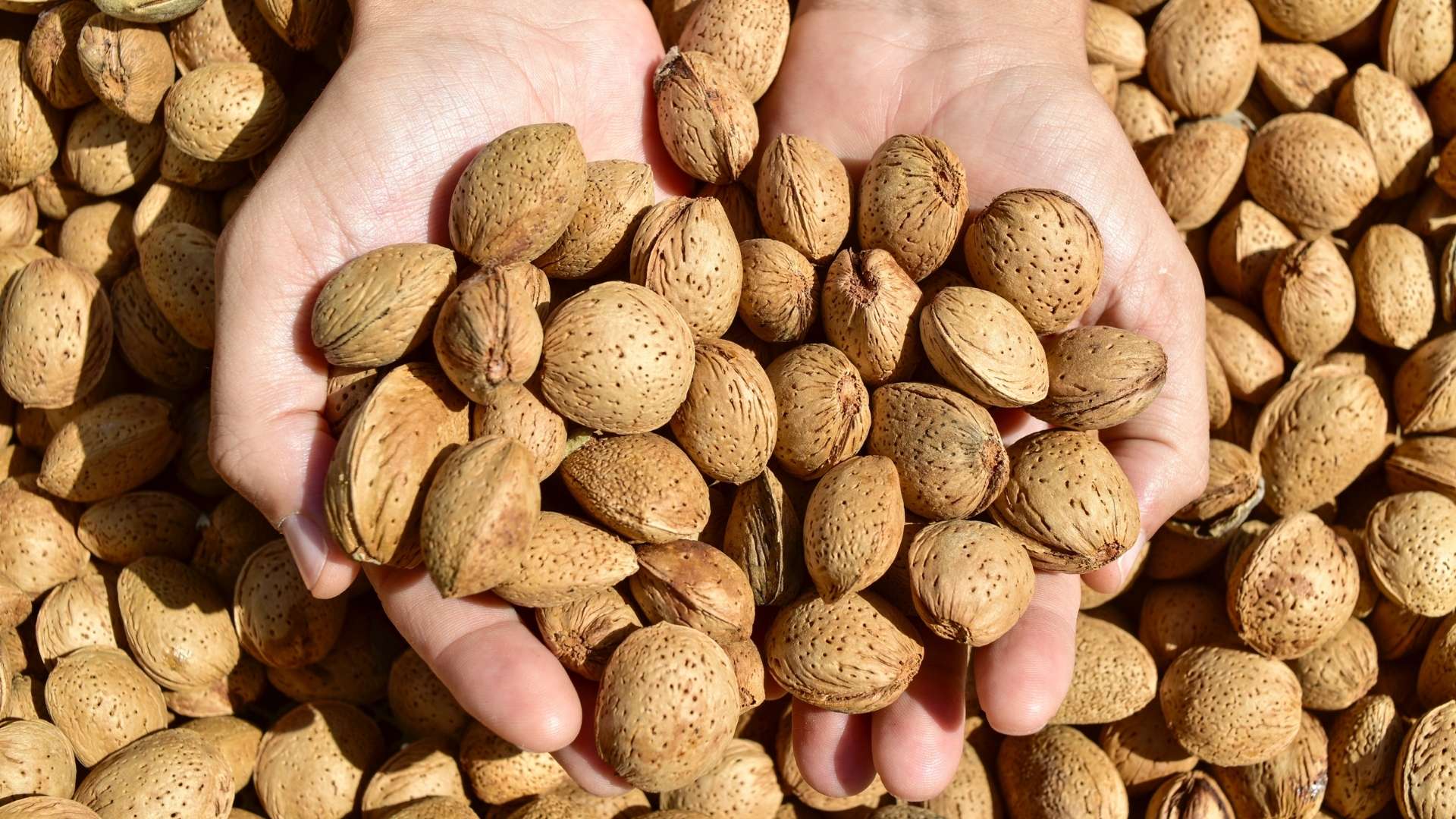 Agro Invest Spain Almond Farmlands Food Security Farmlands Investment Agriculture Agrobusiness Investment Investor Market2