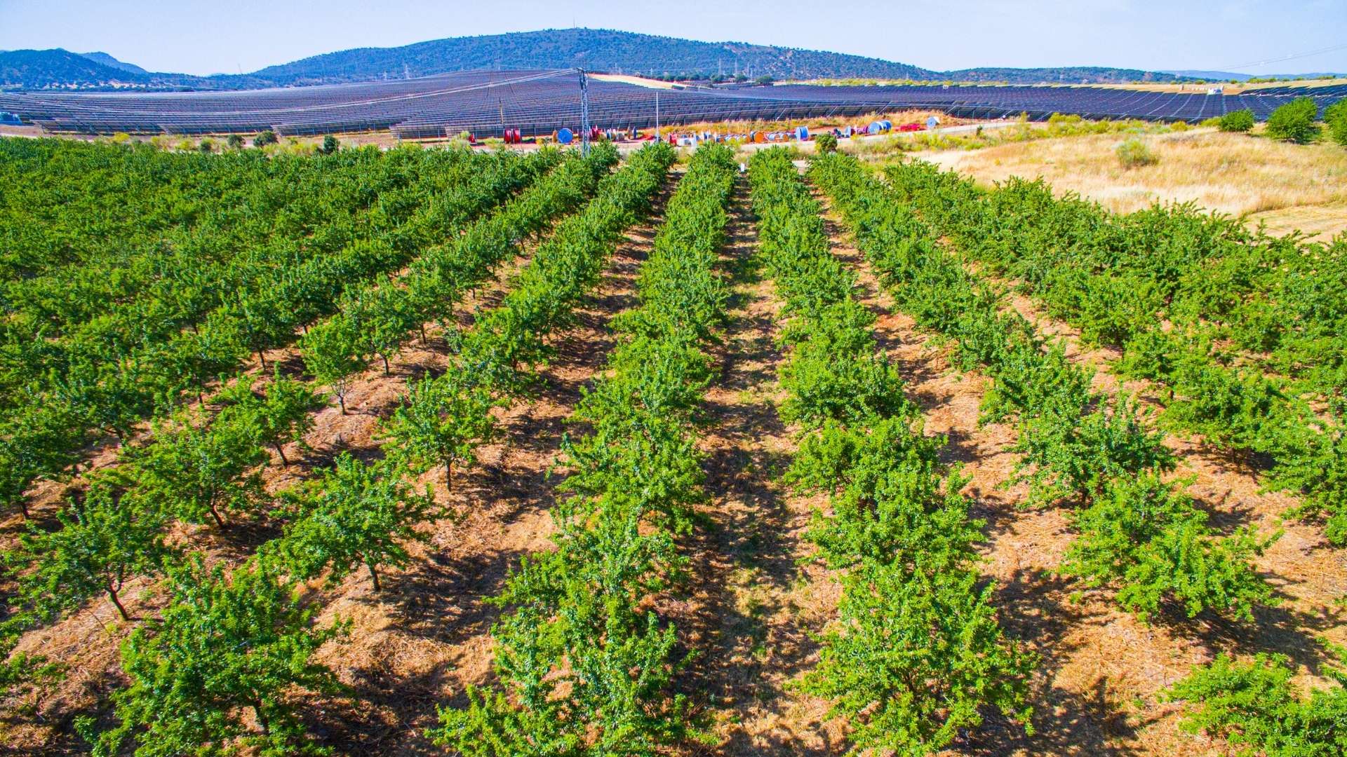 Agro Invest Spain Almond Farmlands Investment Agriculture Agri Agrobusiness Invest Farmlands0