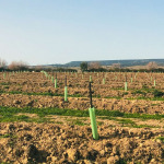 Charting Agricultural Investments in Agro Invest Spain Agro Invest Spain Almond Farmland Plantation0