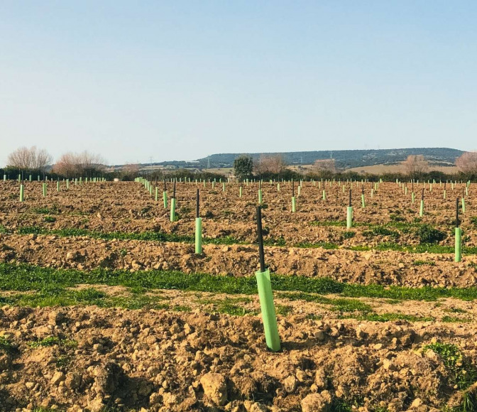 Charting Agricultural Investments in Agro Invest Spain Agro Invest Spain Almond Farmland Plantation0