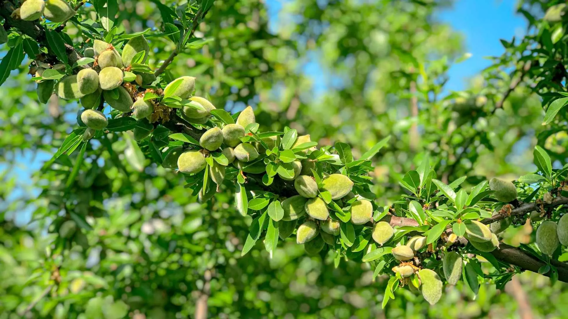 Agro Invest Spain Almond Farmland Plantation Almonds0