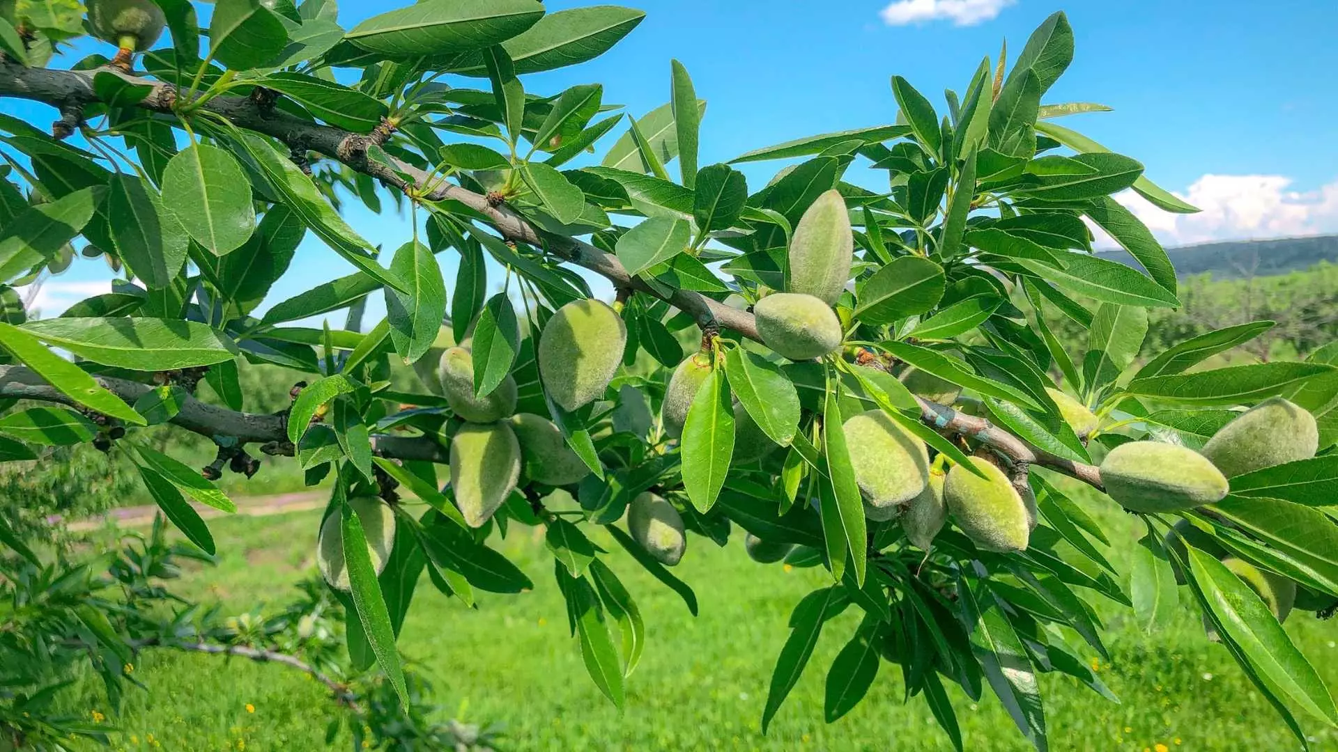 Agro Invest Spain Almond Farmland Plantation Almonds1
