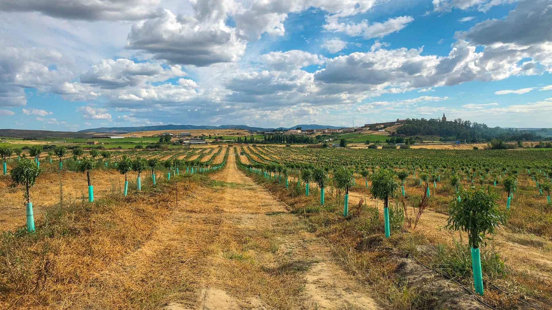 Managed Almond Farms