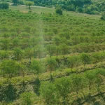 Agricultural Insurance and Financial Support - Strengthening Long-Term Agricultural Ownership in Spain