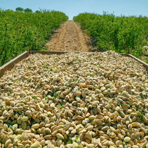 invest4land-agricuıltural-farmlands-almond-8 invest4land-agricuıltural-farmlands-almond-8