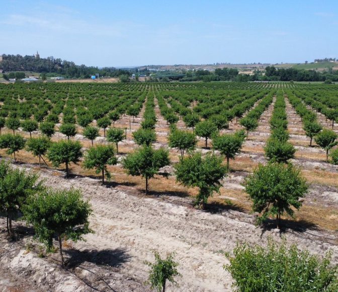 Agricultural Investments in Spain