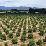 Almond Farming-agro-invest-spain-05