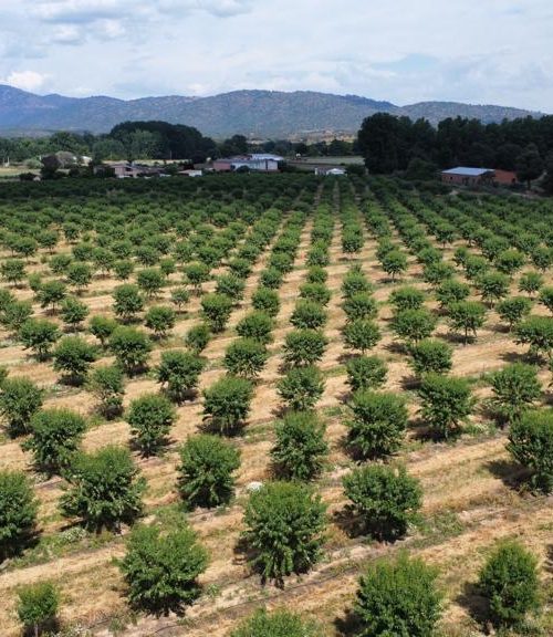 Almond Farming-agro-invest-spain-05