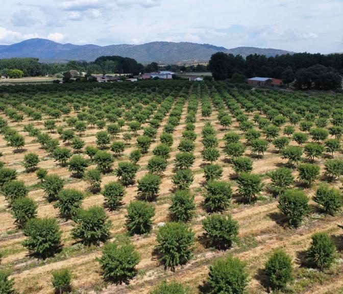 Almond Farming-agro-invest-spain-05