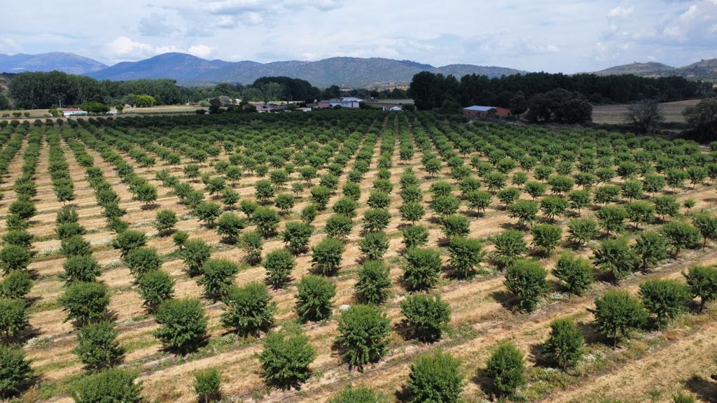 Almond Farming-agro-invest-spain-05