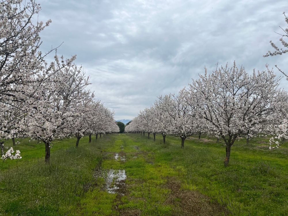 Agriculture Practices-agro-invest-spain-farmland-investment (13)
