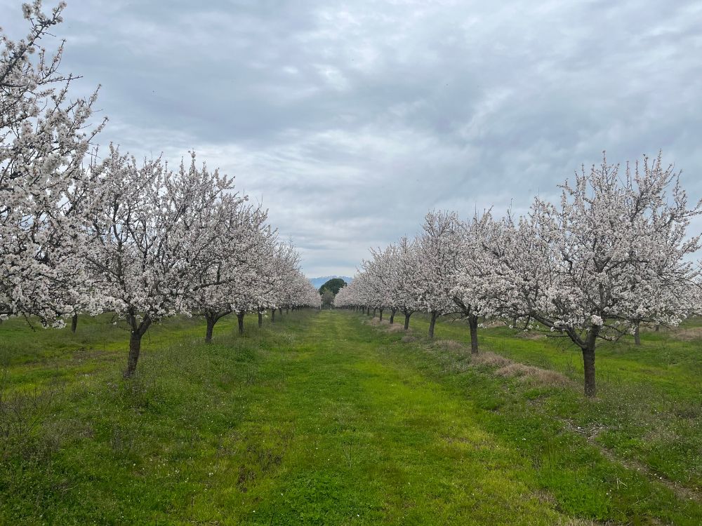Invest in Ecosystem Services with Farmland: A Sustainable Opportunityagro-invest-spain-farmland-investment (14)